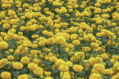 Full frame shot of yellow flowering plants