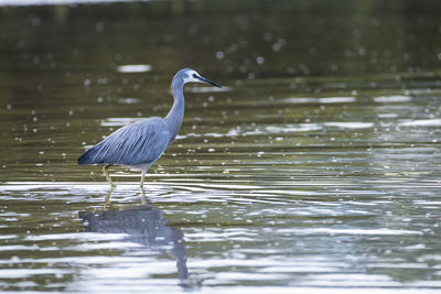 High angle view of gray heron by lake