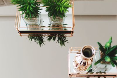 Close-up of potted plants at home