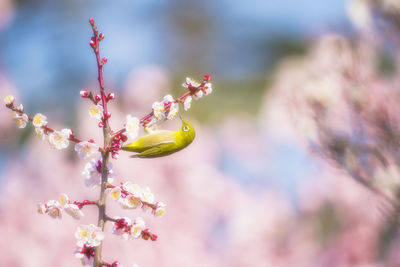 Plum blossoms and white-eye