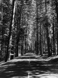 Empty road along trees in forest