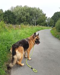 View of a dog on footpath