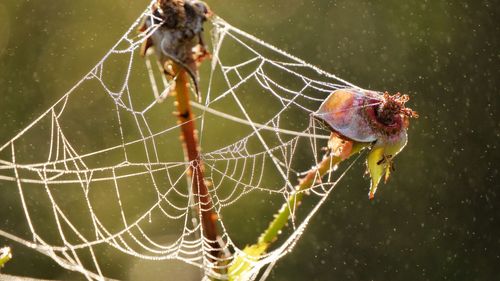 Close-up of spider on web