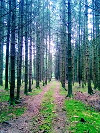 Pathway along trees in forest