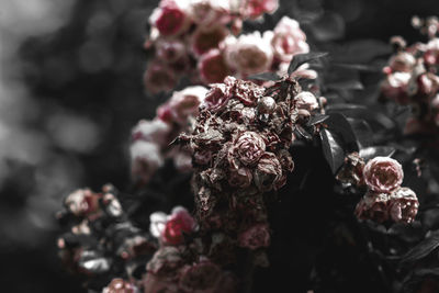 Close-up of flowers