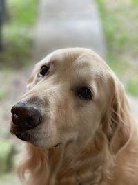 Close-up portrait of dog