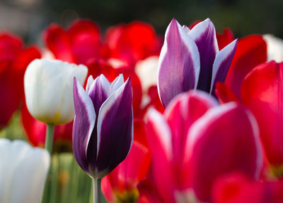 Close-up of red tulips blooming outdoors