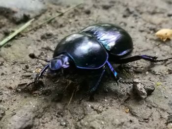 Close-up of insect on rock