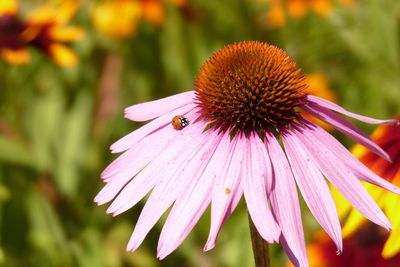 Close-up of honey bee on coneflower