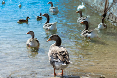 Ducks in a lake