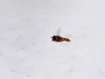 High angle view of insect on snow field