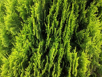 High angle view of pine tree in forest