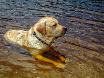 Labrador  in river water