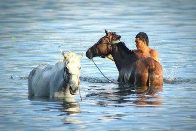 Horse in sea