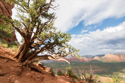 Tree in a mountain