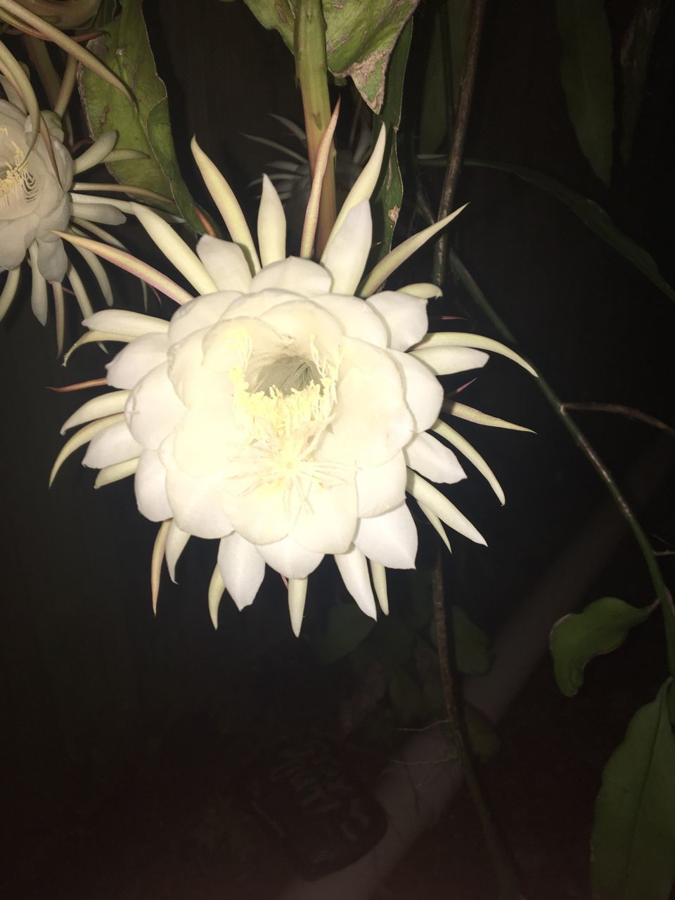 CLOSE-UP OF FLOWERS