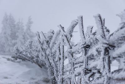 Snow covered pine trees on field during winter