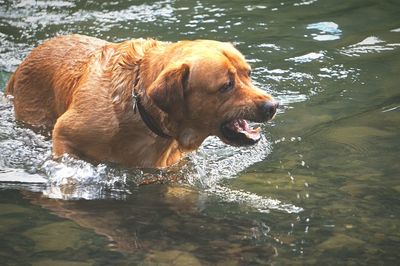 Dog in water