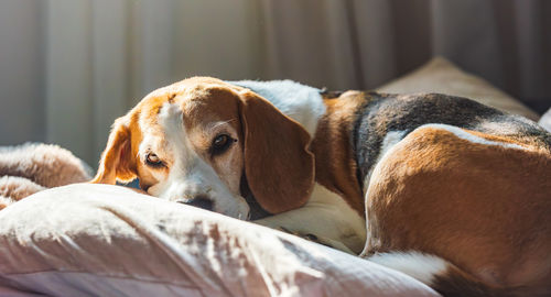 Close-up of dog