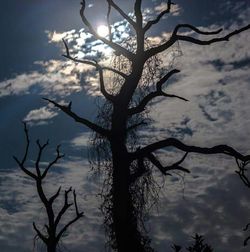 Low angle view of tree during sunset