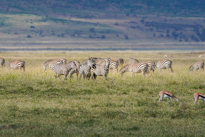 Multiple zebras and tompson's gazelles in the grassland conservation area of the ngorongoro crater. 