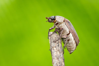 Close-up of insect on plant