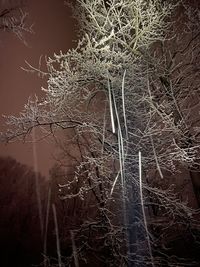 Bare trees in forest during winter