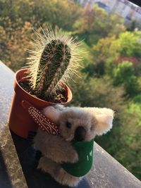Close-up of succulent plant