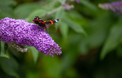 Close-up of butterfly pollinating on purple flower