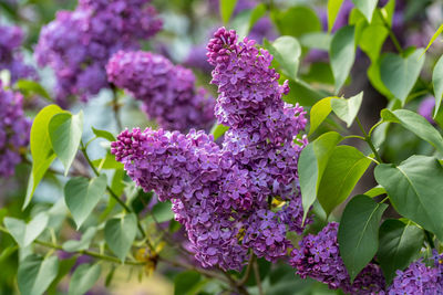 Close-up of purple flowering plants