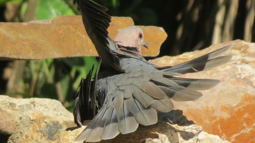 Close-up of sparrow perching on wood