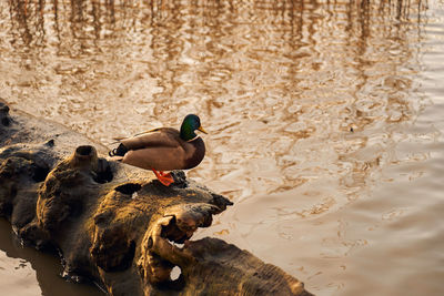 Ducks swimming in lake