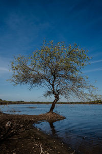 Tree by lake against blue sky