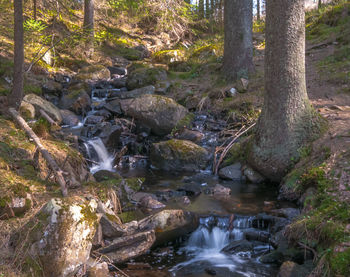 Stream flowing through rocks in forest