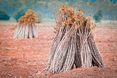 The cassava farm at the countryside of thailand