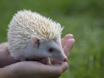 Close-up of hand holding hedgehog 