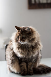 Close-up of maine coon cat sitting at home