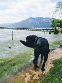 Dog standing in water against sky