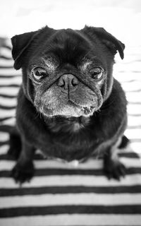 Close-up portrait of a dog