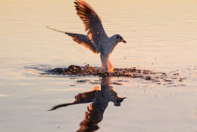 Bird foraging in sea