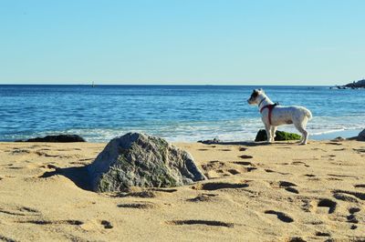 View of a dog on beach