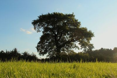 Scenic view of grassy field against sky