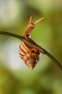 Snail hanging in the branch
