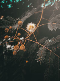 Close-up of dried flower on plant