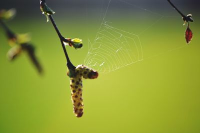 Close-up of insect on spider web