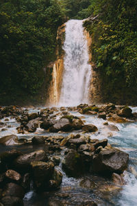 Scenic view of waterfall in forest