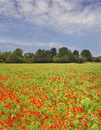 Scenic view of flowering plants on field against sky