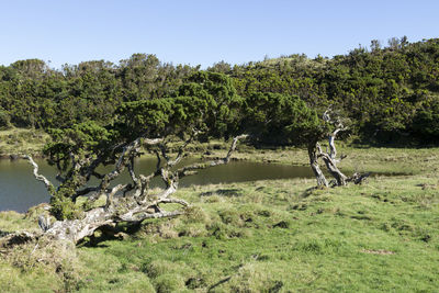 View of tree on landscape against sky