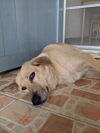 Portrait of dog resting on tiled floor at home