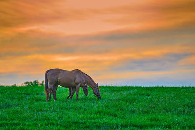 Horse grazing in field